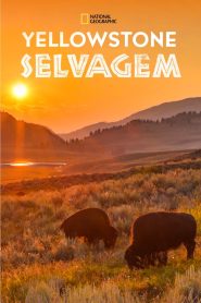 Yellowstone Selvagem